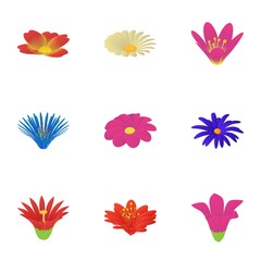 Fototapeta na wymiar Passionflower icons set. Cartoon set of 9 passionflower vector icons for web isolated on white background