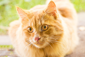 Beautiful orange red cat portrait, eyes look closeup, macro