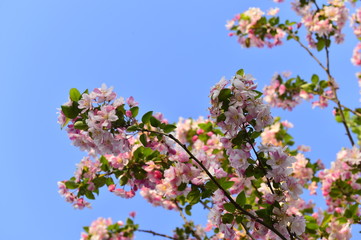 Chinese flowering crab-apple in spring