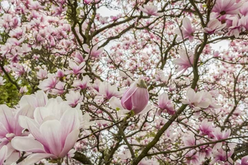 Photo sur Aluminium Magnolia Fleurs roses ou blanches de magnolia en fleurs (Magnolia denudata) au printemps
