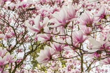Pink or white flowers of blossoming magnolia tree (Magnolia denudata) in the springtime