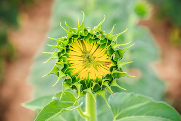 sunflower ready to open