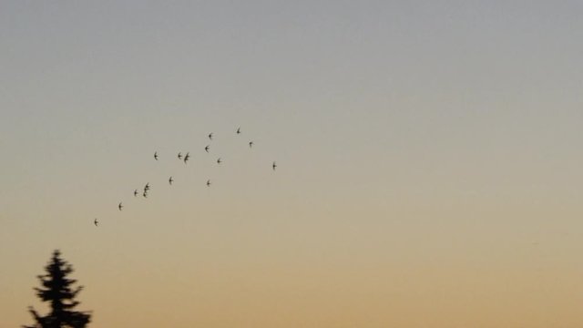 School of Birds flying in the Evening Sky