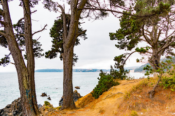 Vista del mar entre los árboles
