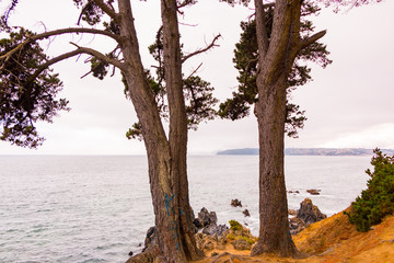 Vista del mar entre los árboles