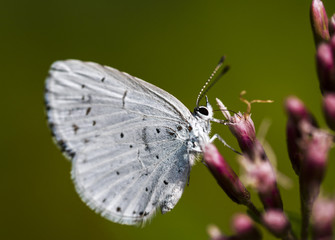 Celastrina argolus, female
