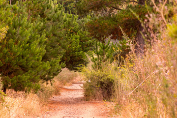 Vista paisaje natural