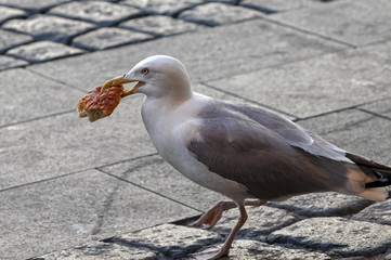 Seagull in the city walking around with pizza in its mouth