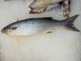 Fresh Gray Mullet on ice in the fishermen market store shop
