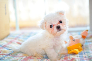 white maltese puppy dog