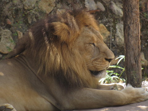 Le&atilde;o