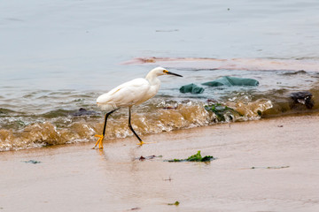 Gaviota en el agua