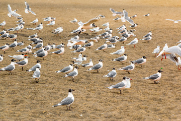 Fototapeta na wymiar Bandada de aves en la arena