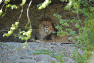 lion,