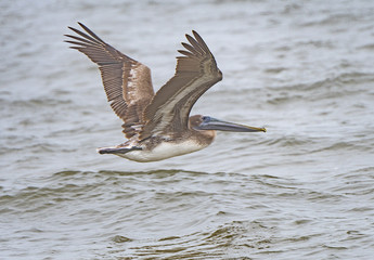Juvenile Brown Pelican in Flight