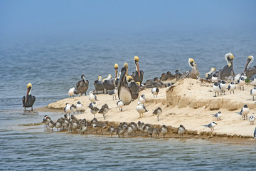 Pelicans and other shore birds on a Sandy Peninsula