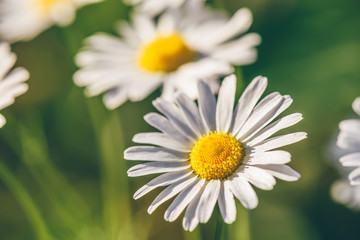 Obraz premium Meadow Daisy Flower at Sunny Day.