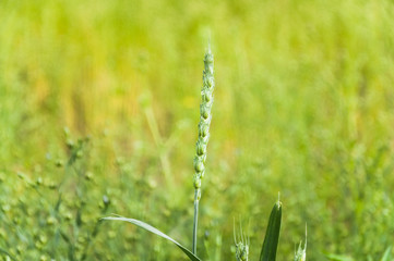 Ear of Spelt or dinkel wheat (Triticum spelta) on the field of common flax 