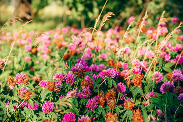 Meadow of Clover Flowers.