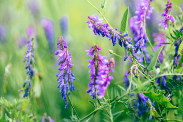 Beautiful purple boreal vetch flowers.