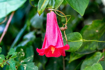 Copihue flor típica de Chile