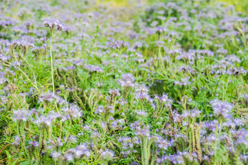 Lilac flowers of honey plants lacy phacelia or purple tansy (Phacelia tanacetifolia)