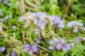 Lilac flowers of honey plants lacy phacelia or purple tansy (Phacelia tanacetifolia)