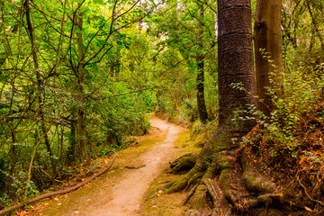 Obraz premium Camino en el bosque