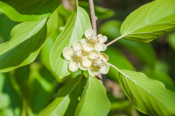Female flowers of perennial vine Actinidia arguta, or hardy kiwi