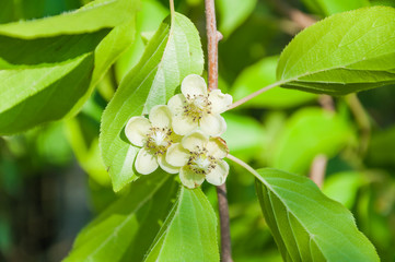 Female flowers of perennial vine Actinidia arguta, or hardy kiwi