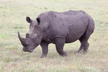 Foto op Plexiglas White Rhino © Richard