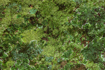 Dramatic saturated coloured texture of green moss growing on a rock