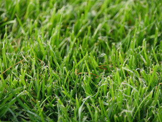 Background of green grass. Green grass texture view closeup. Fresh lawn.