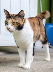 Cat yellow and white wooden stand near the door.