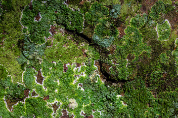 Dramatic saturated coloured texture of green moss growing on a rock
