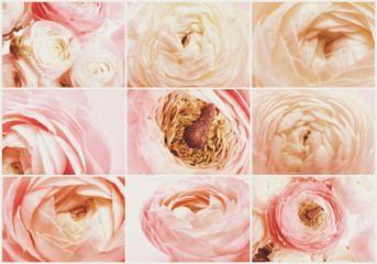 Set with beautiful aromatic ranunculus flowers, closeup