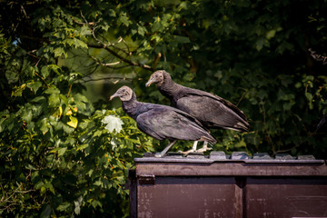 Buzzards on a Dumpster