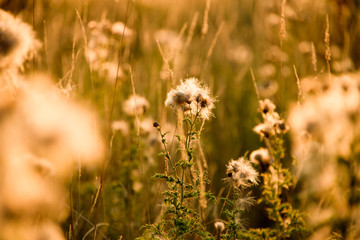 Silhouettes of thistle on a background sunset.