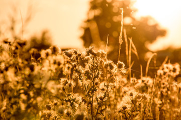 Silhouettes of thistle on a background sunset.