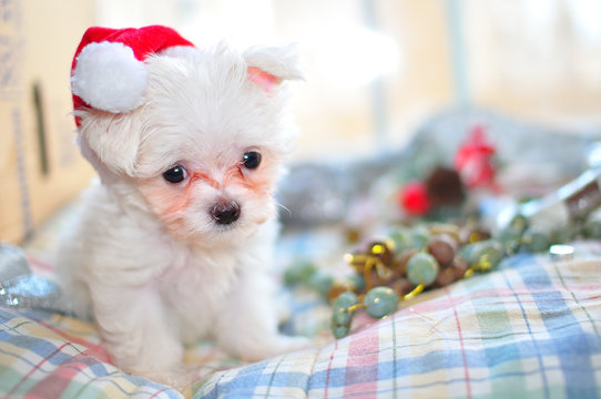 christmas puppy
