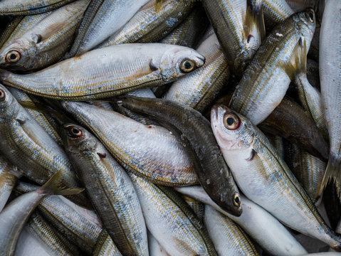 bunch of fresh sardines