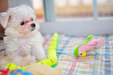 white maltese puppy dog