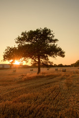 Silhouettes of tree on a harvested field background sunset