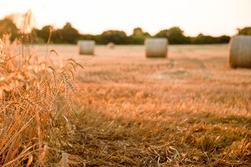 Barley ready to harvest at sunset.