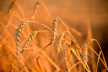 Barley ready to harvest at sunset.