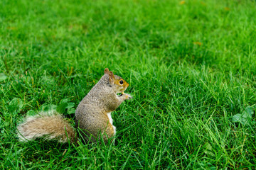 Naklejka na ściany i meble Adorable squirrel in city park
