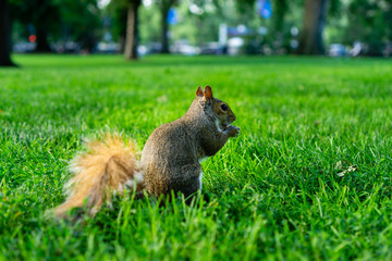 Adorable squirrel in city park