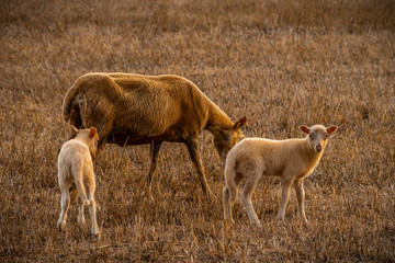Mallorca Schafe auf dem Feld