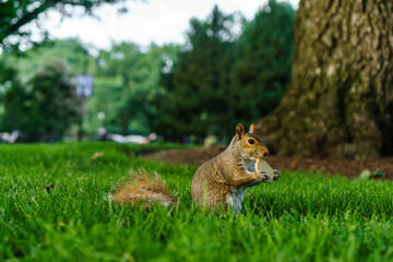Adorable squirrel in city park