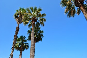 Palmy © bnorbert3